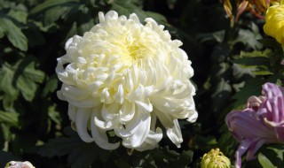 菊花什么时候种植 菊花适合什么时候种植