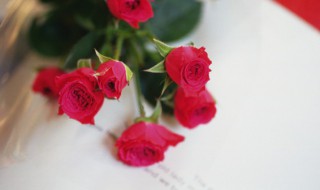 玫瑰花的水培扦插法 玫瑰花用水扦插栽培方法