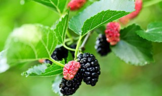 桑葚树怎么栽植 野生桑葚树的栽培方法