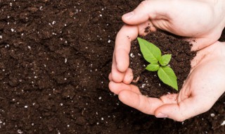 除草剂多久可以种植 除草药什么时候种植