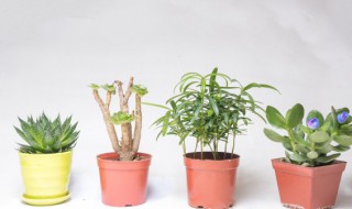 八种植物招财又旺宅财又旺宅的植物 旺宅又招财的植物盆栽