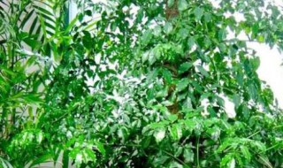 家里摆放什么花招财又旺宅 客厅摆什么花招财又旺宅