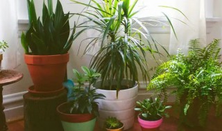 哪些花和绿植适合家养 家庭好养的花和植物有哪些