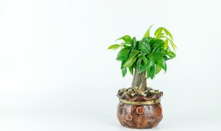 水培旺财的绿植 植物招财又旺宅水培