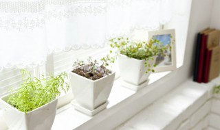 室内植物招财又旺宅 办公室植物招财又旺宅