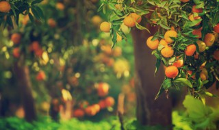 院子里栽什么树镇宅旺财 院子里种哪种树招财又旺宅