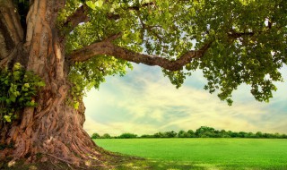 植物之间的爱与恨有哪些 植物之间的爱和恨有哪些