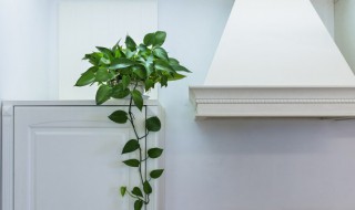 水培植物家里养什么好 水培植物有哪些家养