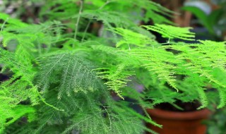 室内大型观叶植物有哪些 观叶植物有哪些