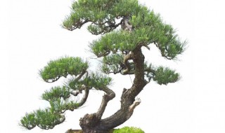 黑松种子种植方法繁殖 黑松种子种植方法