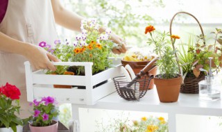 室内栽什么花最旺财 冬季室外花招财又旺宅好养