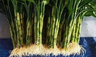 转运竹养几支最旺财运 转运竹养几支最旺运风水
