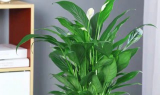 八种植物招财又旺宅 一定要养一盆! 招财又旺宅的盆栽