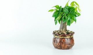 客厅宜养什么植物旺财 客厅养什么植物招财又旺宅