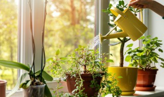 室内种什么植物招财又旺宅 什种植物招财又旺宅宜放室内