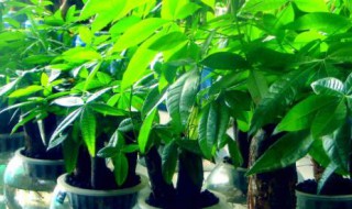 最旺宅的植物招财 哪八种植物招财又旺宅