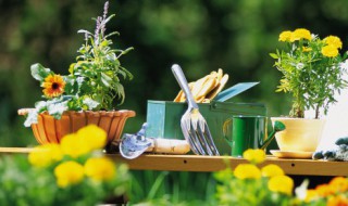 八种植物招财又旺宅还好养 种植物招财又旺宅