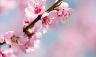 桃花十月份开花是什么意思 桃花10月开花有什么兆头
