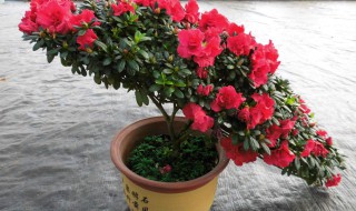 十种旺财又旺宅的花 招财又旺宅的鲜花