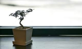 八种植物招财又旺宅万年青 招财又旺宅的绿色植物