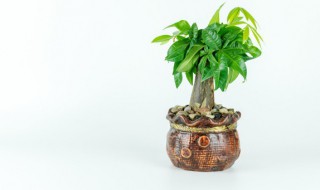 家里摆什么招财又旺宅 家里摆房招财又旺宅