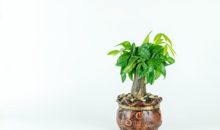什么盆栽招财旺财 招财又旺宅盆景