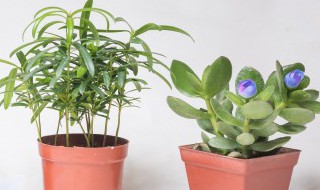 珍稀动植物有哪些 主要生活在哪里 珍稀动植物有哪些