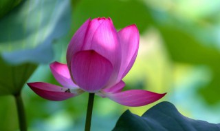 我国的濒危植物有哪些 濒危植物有哪些