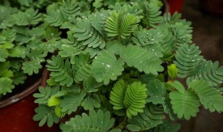 新奇有趣的植物有哪些 神奇有趣的植物有哪些