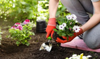 身边的植物趣闻有哪些 植物趣闻有哪些