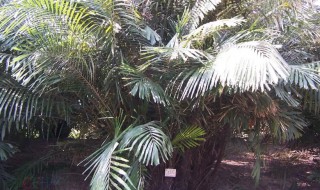 耐寒的棕榈科植物有哪些 棕榈科植物有哪些