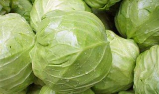 鸡心包菜什么时候种植 包菜什么时候种植