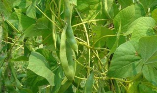 四季豆在几月份种植 四季豆种植什么时候开始