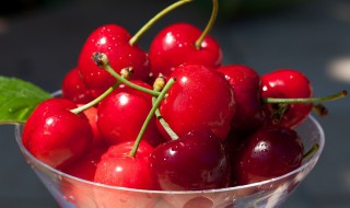 车厘子树苗什么时候种 车厘子苗什么时候种植