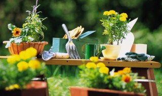 十种植物招财又旺宅 这八种植物招财又旺宅