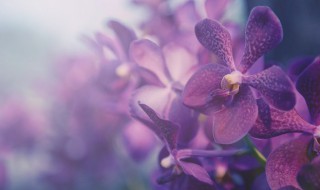 家里种什么花招财又旺宅 什么插花招财又旺宅好养