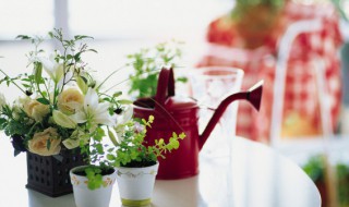 属蛇的什么植物最旺财 属蛇与属马种植物招财又旺宅