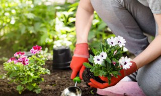 属猴的人栽什么花好 属猴人种做花招财又旺宅