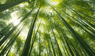 十大招财树 旺宅 招财又旺宅的树