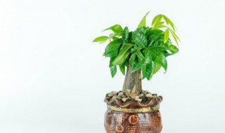 客厅镇宅招财旺人的植物 招财又旺宅的客厅植物