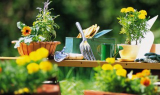 公司门口种什么植物招财 公司门口八种植物招财又旺宅