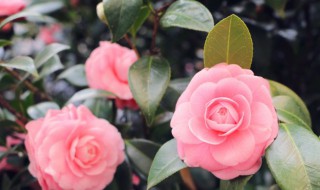 招财旺宅的花卉都有哪些 十二种招财又旺宅的花卉