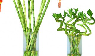 十种植物招财又旺宅 招财又旺宅的八种植物