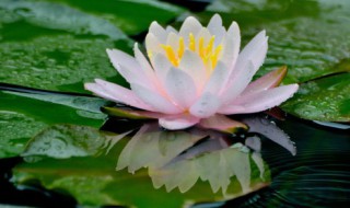 碗莲发芽后什么时候移栽 碗莲发芽了该怎么种