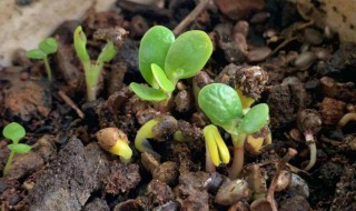 魔豆发芽后怎么管理 魔豆发芽了怎么种