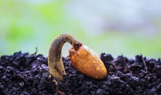 榴莲怎么种才能发芽 榴莲发芽了怎么种