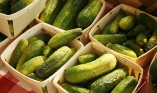 黄瓜种子要催芽吗 买的黄瓜种子发芽了怎么种