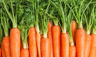 红萝卜发芽了能种吗 红萝卜发芽了怎么种