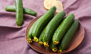 黄瓜种地里多久发芽 种的黄瓜发芽了怎么老是不长