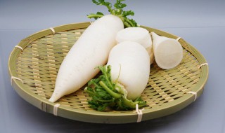 胡萝卜发芽了怎么种 萝卜发芽了怎么种